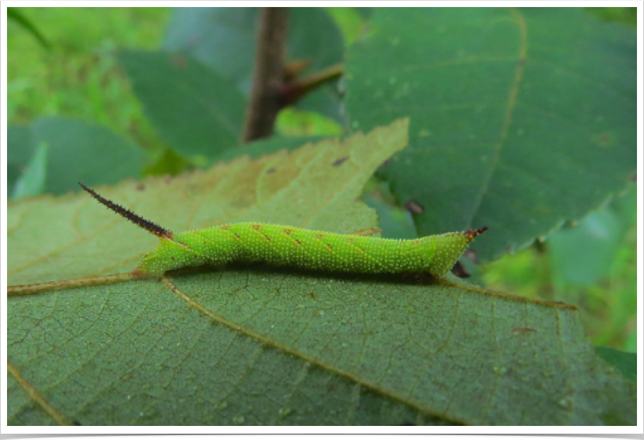 Walnut Sphinx on Hickory
Amorpha juglandis
Bibb County, Alabama